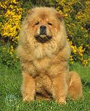 Chow Chow 9T096D-026